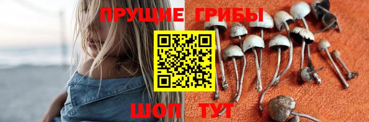Галлюциногенные грибы Psilocybe Нефтеюганск